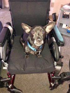 small dog with big ears looking up at the camera while seated in Lilli's wheelchair. 